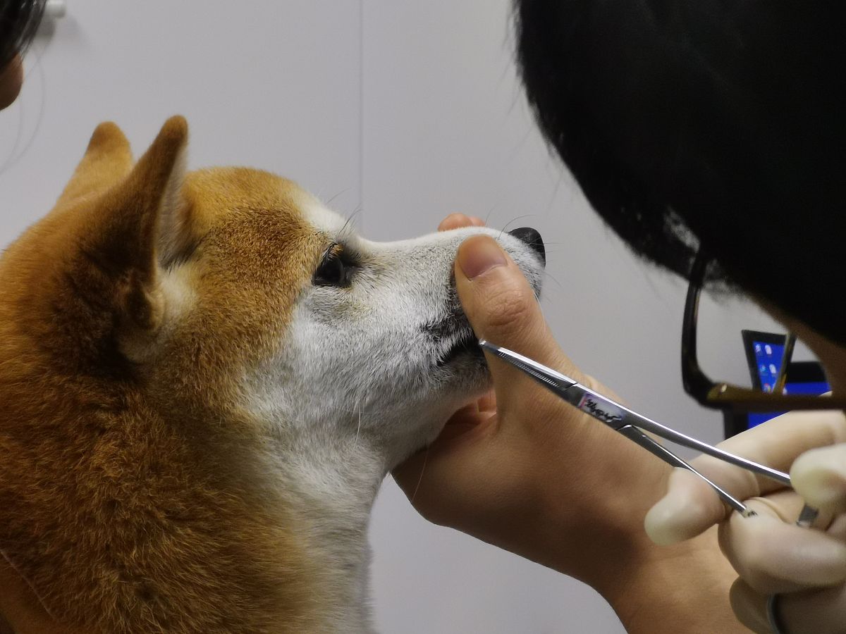 关于胆汁淤积性瘙痒800字的科普文章