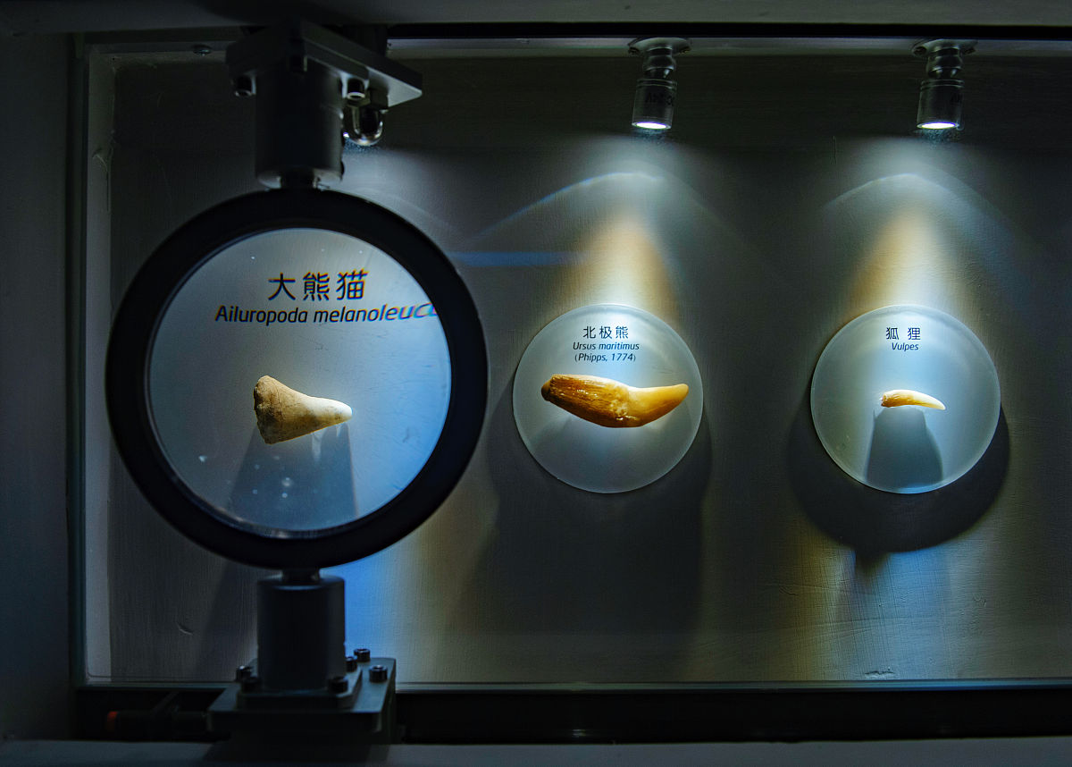 (如需<strong>下载</strong>使用,请务必署名:红星新闻 陶轲)