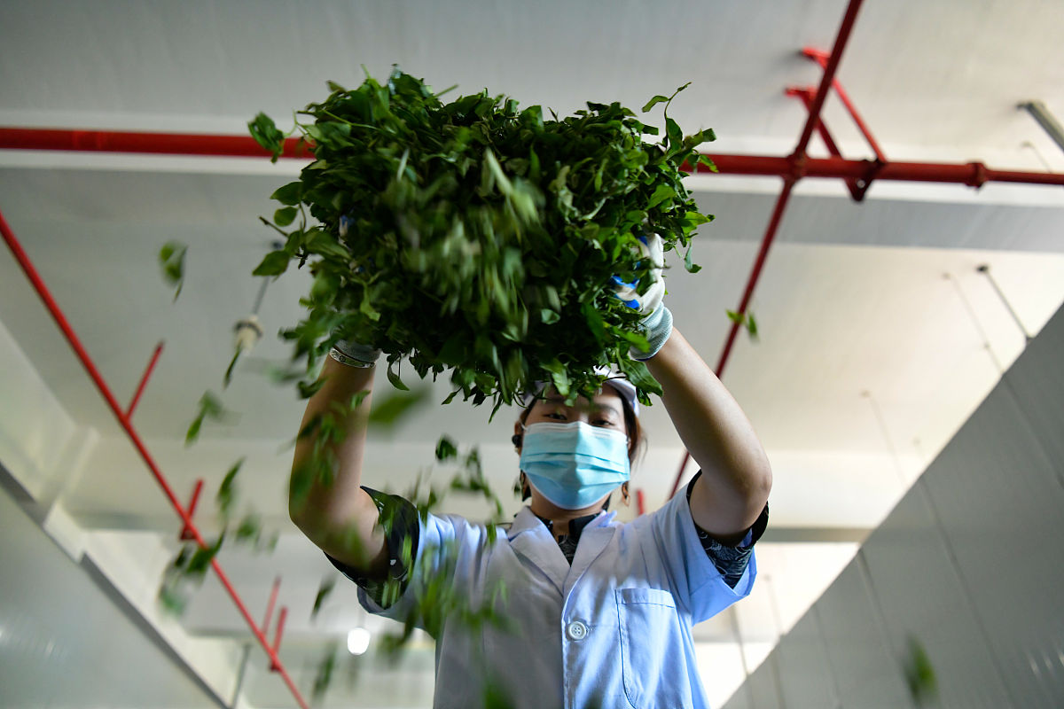 九头艾草公司如何健全艾草生产管理制度？5大方面提升产品质量与效率