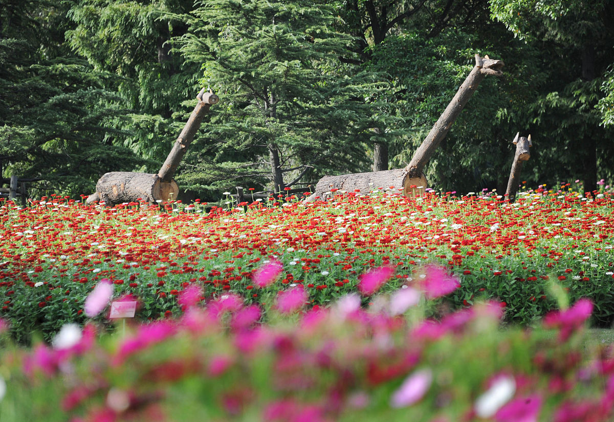 上海植物园游览感悟：感受自然之美，思考人与自然的关系