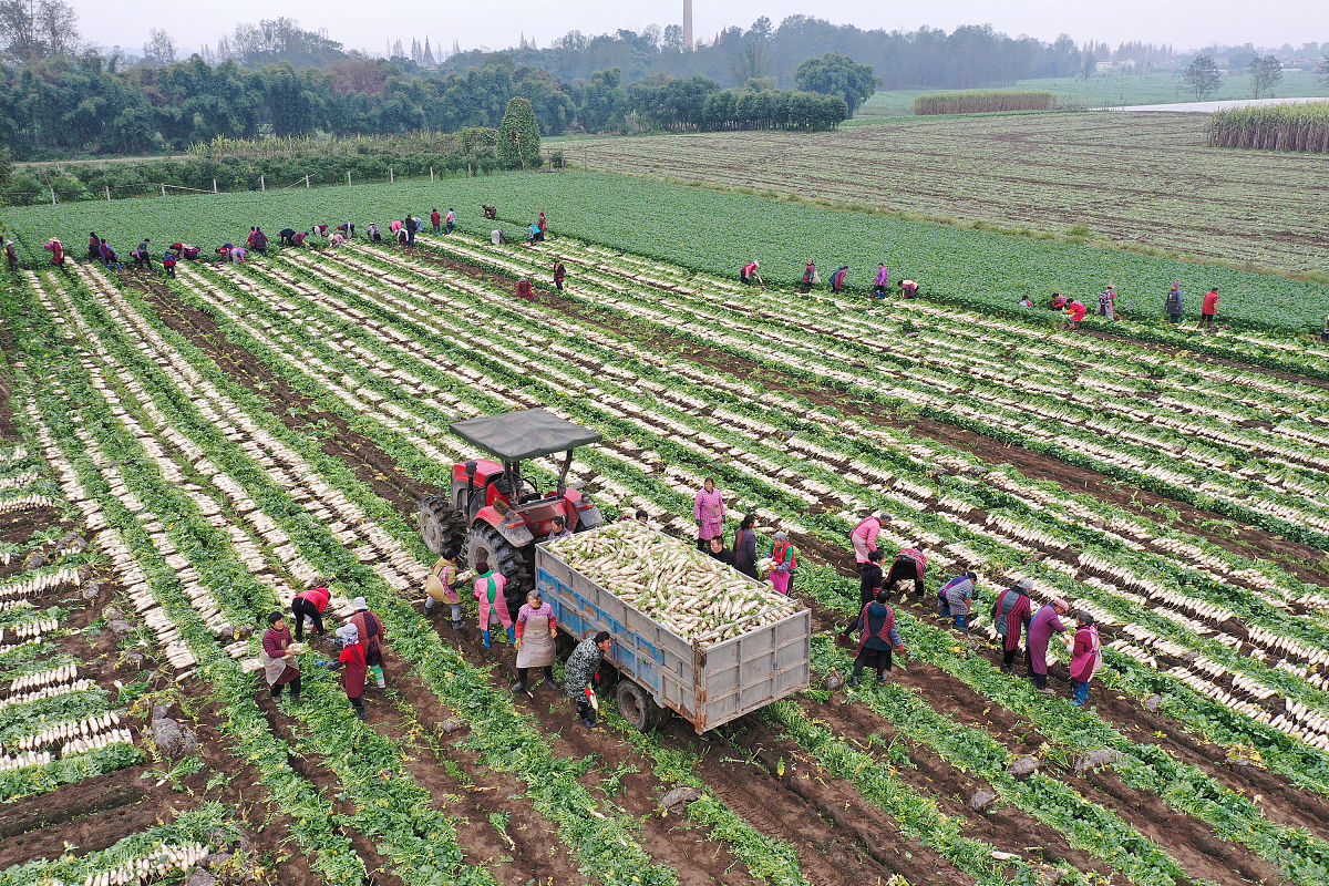 请简述贵州省安顺市没有支柱性产业的村农民人均收入低的原因请控制在五百字左右。