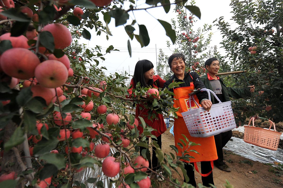洛川苹果的制作流程