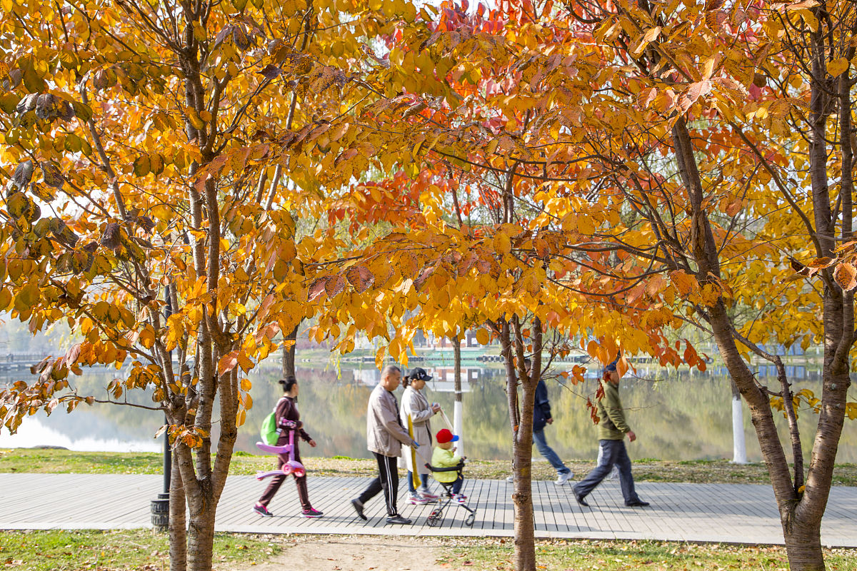 秋日漫步：感受自然的美好与宁静