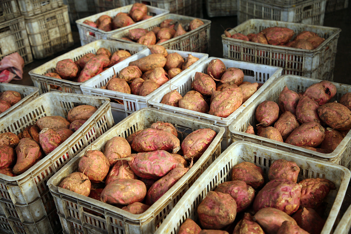 煮熟的红薯能放几天