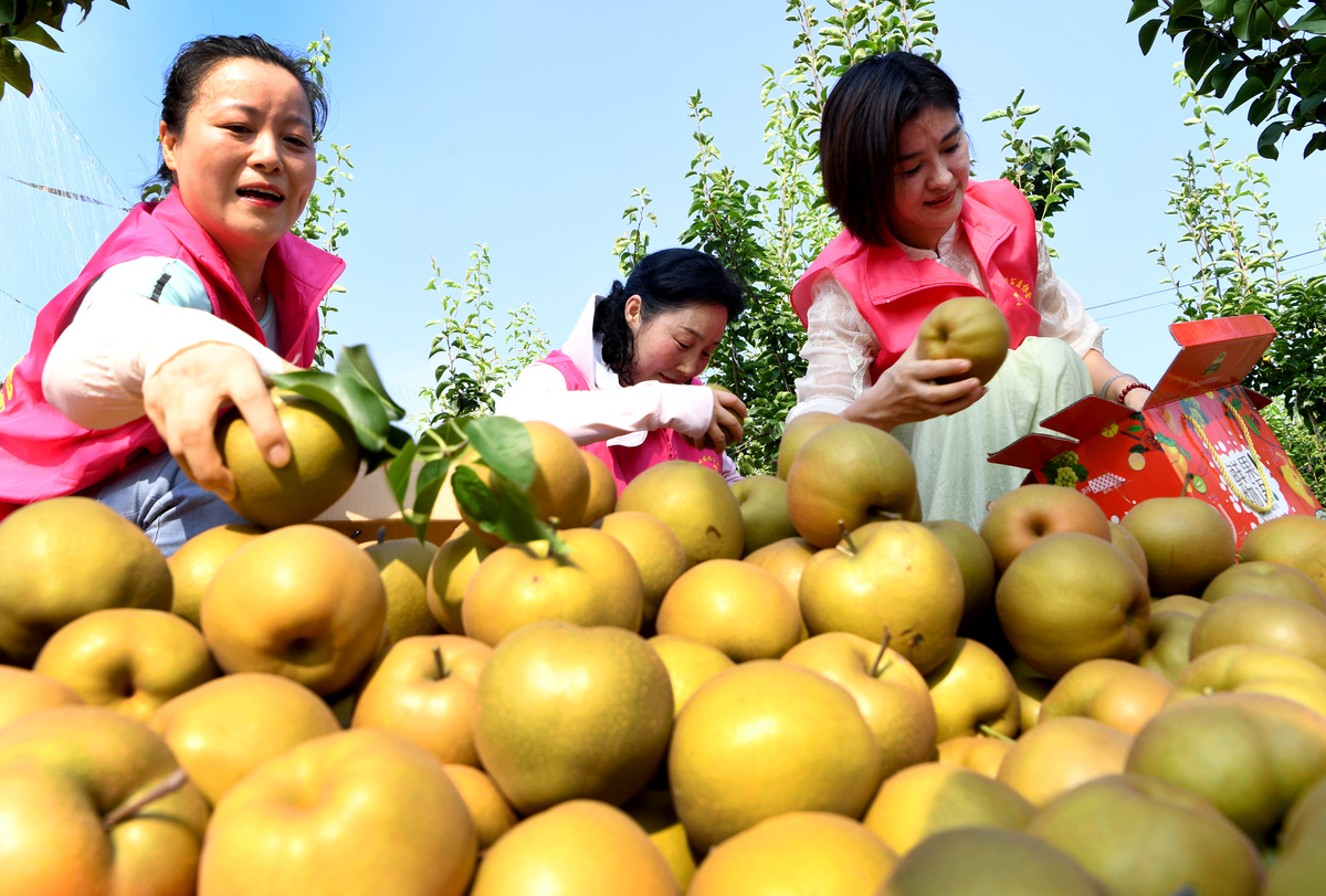 请你写一个关于淮南黄晶梨的品牌故事500字