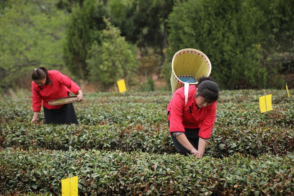 五莲我们爱你 - 优美歌曲，表达对五莲的爱与赞美