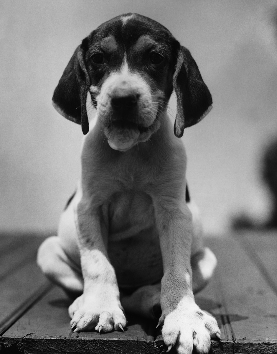 你好我是狗狗我抢到主人的手机了