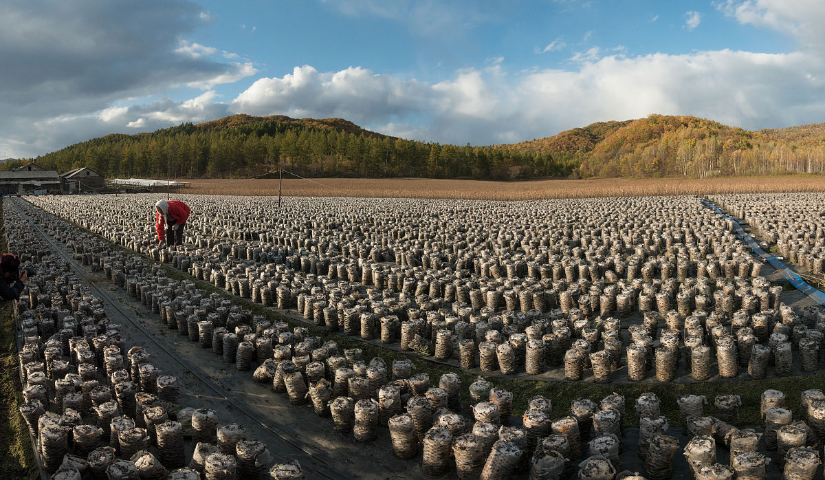 2022年鹤庆食用菌生产规模几万亩呢帮我用200字详细描述