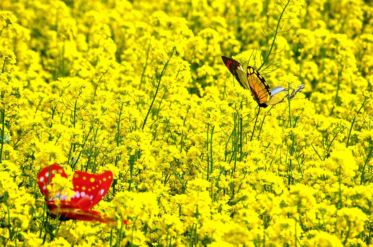 重庆职业学校观光农业专业怎么样？就业前景、课程设置、师资力量分析