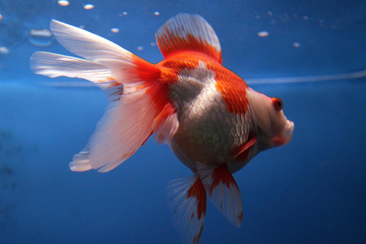 四年级作文：我的动物朋友 (猫咪、金鱼)