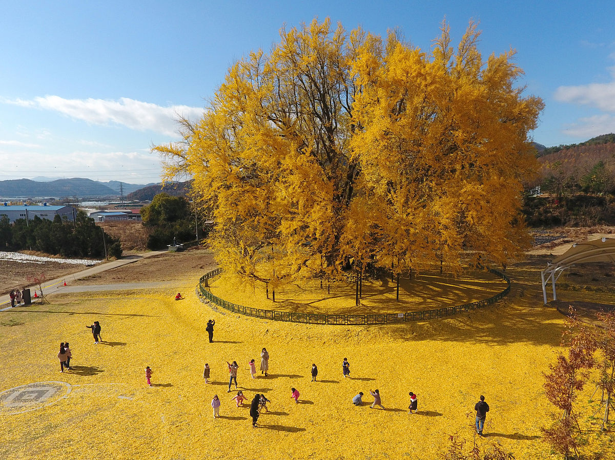 探秘中国长寿之乡：不止云南银杏，还有藏区的基因库