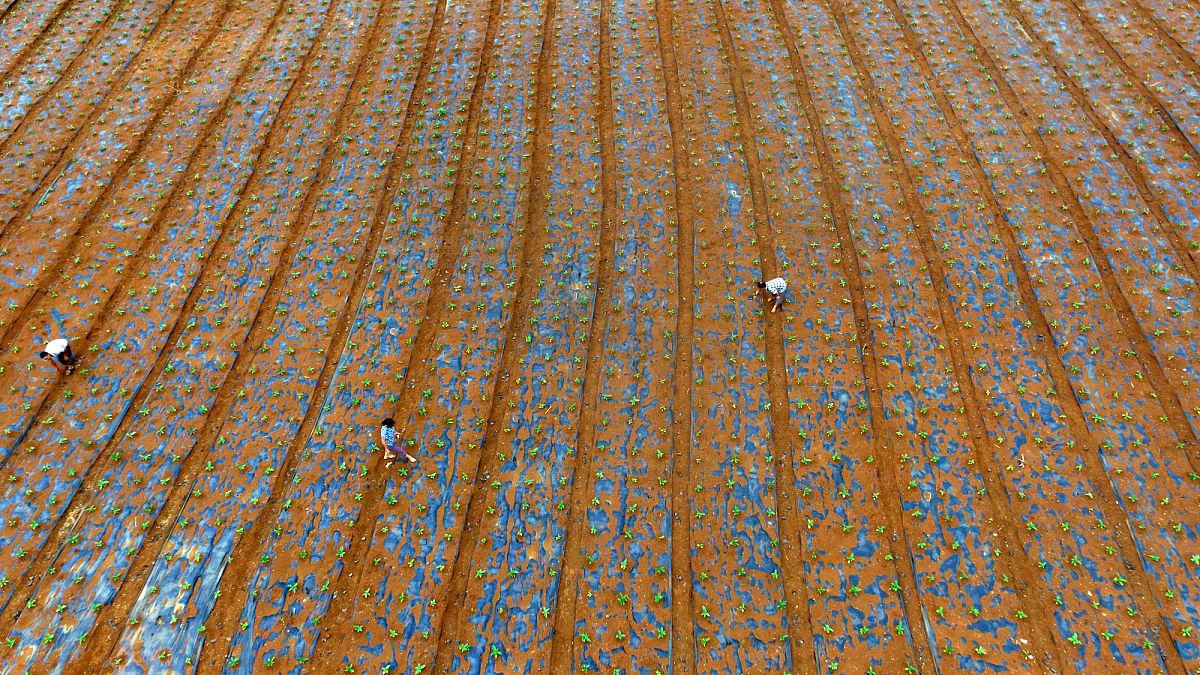 五指毛桃泡酒比例及方法：清爽醇厚或香醇浓郁？