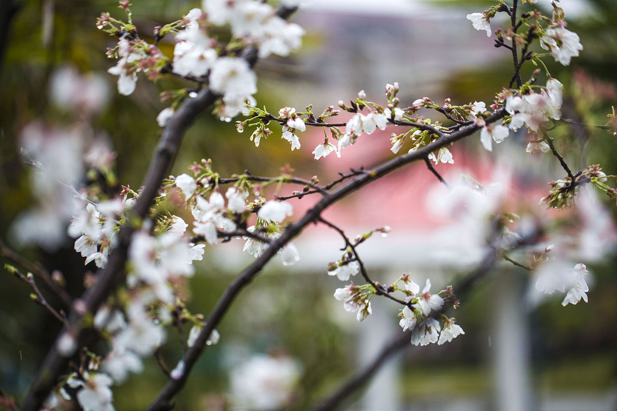 春景良辰，玉兰难求：古诗赏析