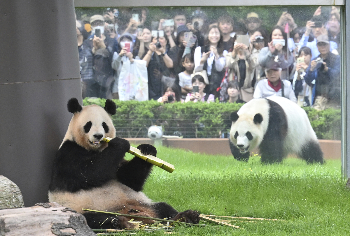 Lijiang, Chengdu, and My Amazing Travel Tips (With Pandas!)