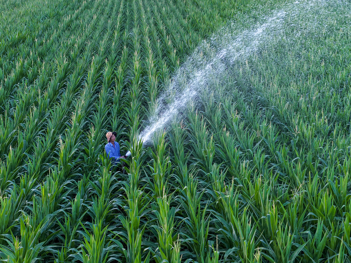 长安区小麦虫害防治技术研究