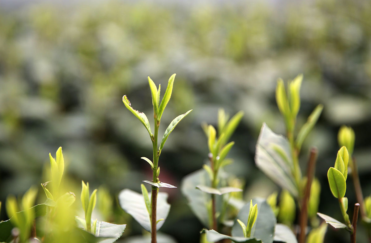 云南省曲靖农业学校2019年五年制专业招生设置