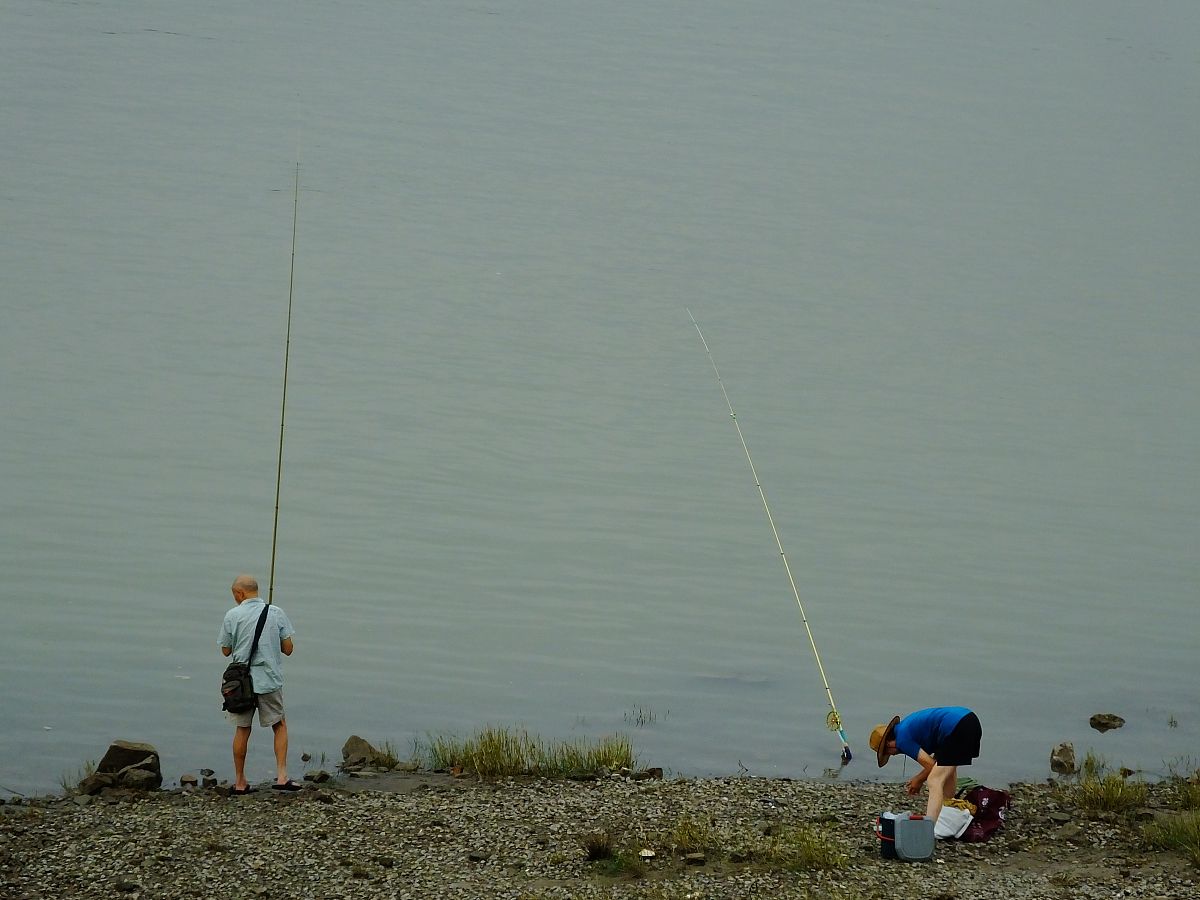 在黑坑钓草鱼的方法
