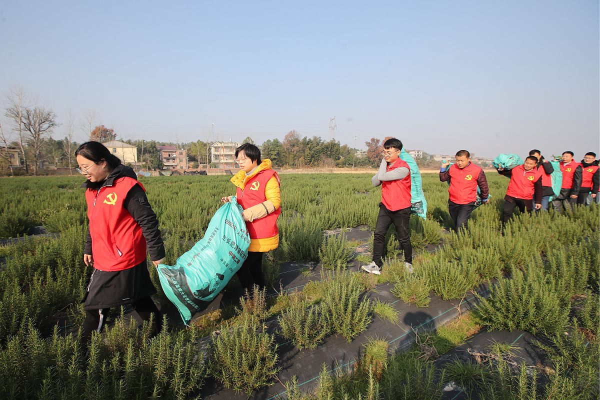 大学生劳动课心得体会：除草实践的收获
