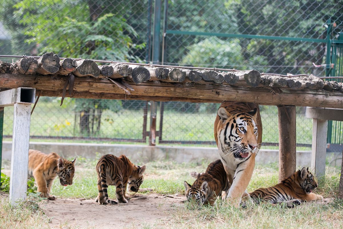 东北虎豹国家公园社会实践路线推荐 - 生态保护与生物多样性探索