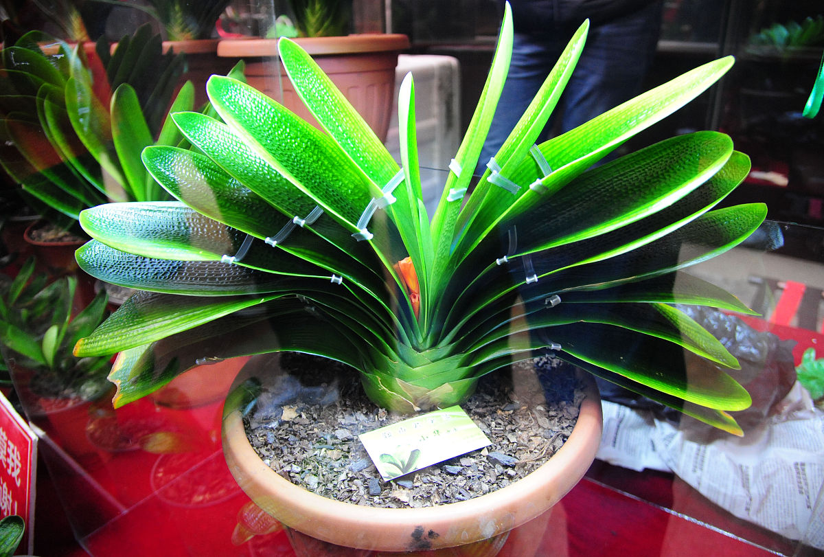 君子兰品种大盘点：金边、花痴、勤劳，总有一款适合你！