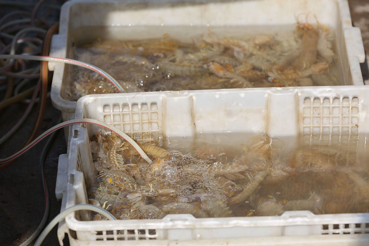 货物变色腐烂原因分析：高温保存不当或虾体本身品质不良