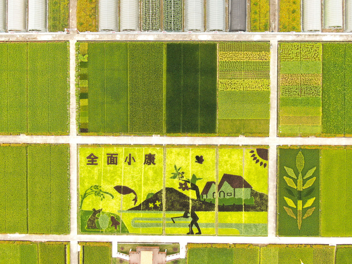 稻米的品质指标论文