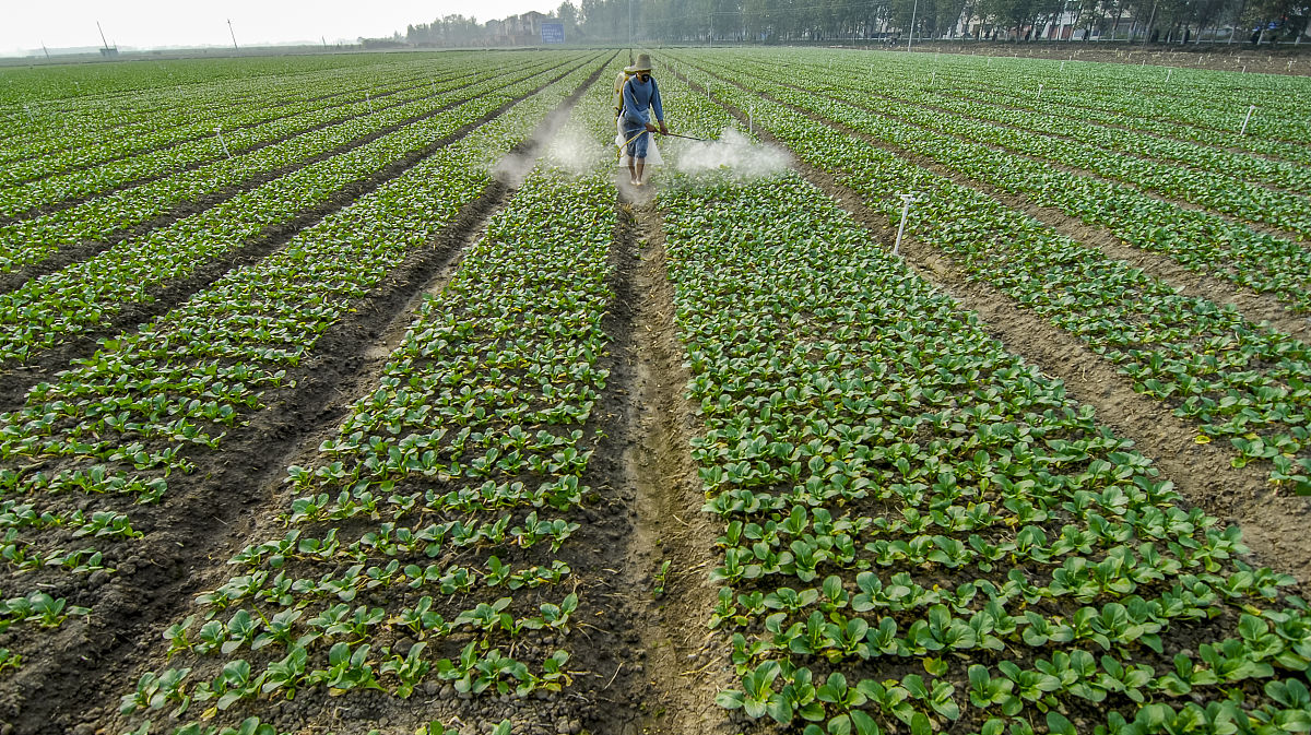 芋头种植需要打农药施化肥吗？- 了解安全种植方法