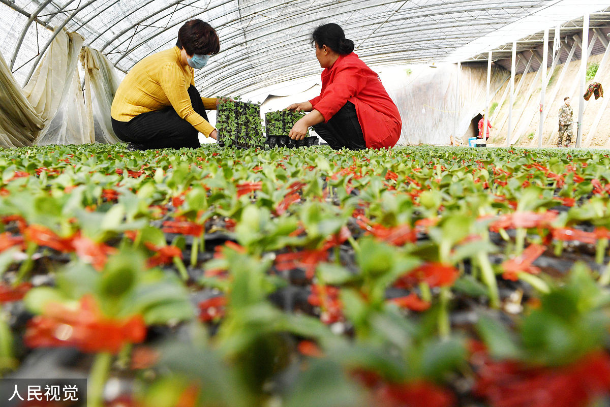 朝天椒无土栽培施肥方案详解，高产就这么简单！