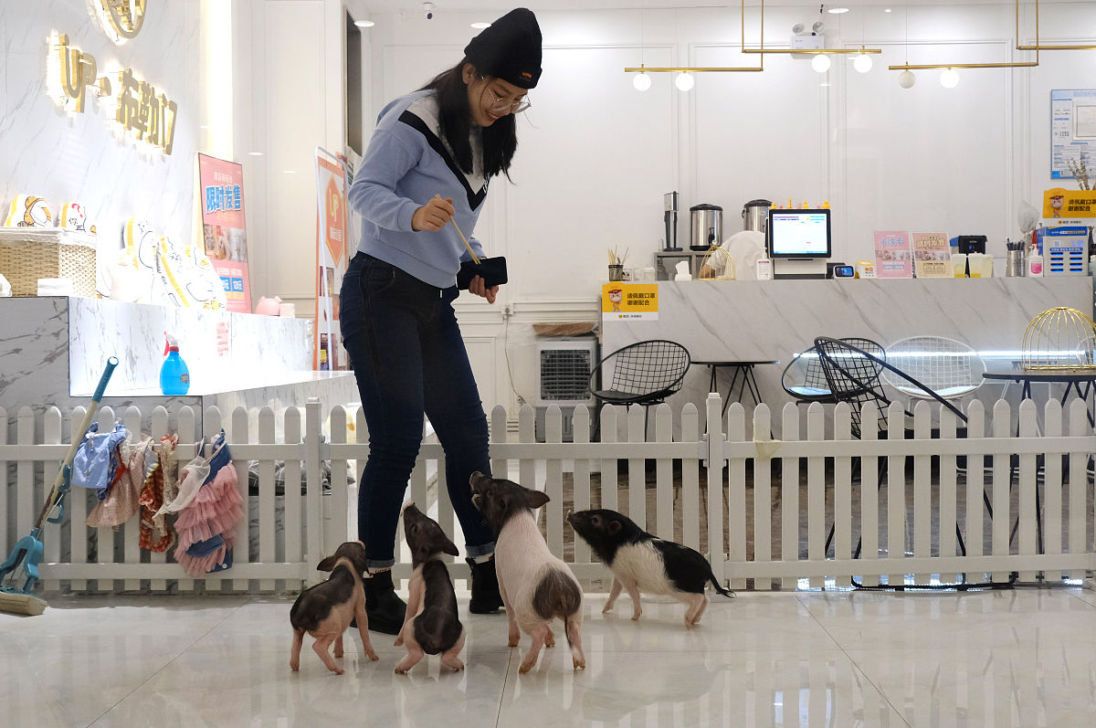 写一篇萌宠的训练方法：让它成为你的好伙伴！