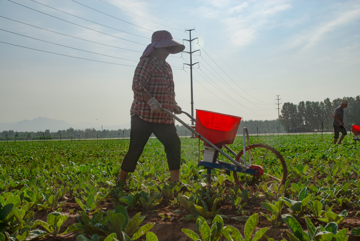 跟农民你叔叔干体力活的感受