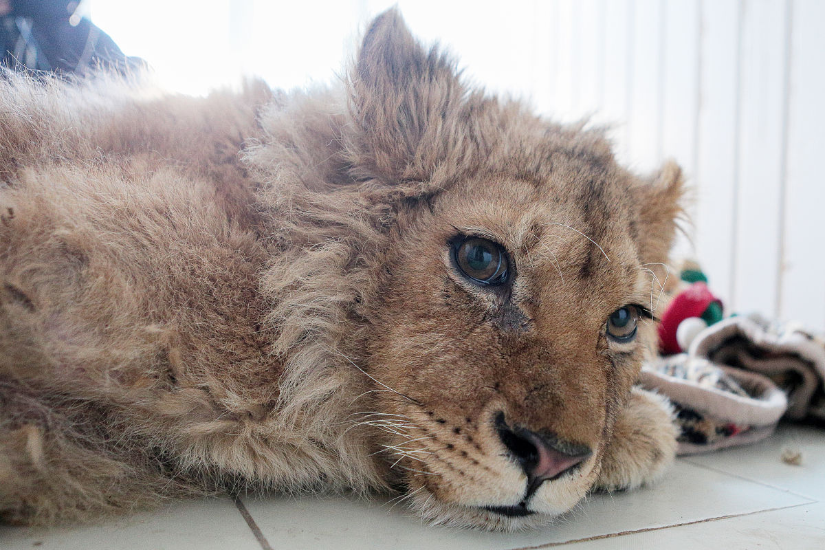 成都锦江卫校康复治疗师的主要职责是什么？