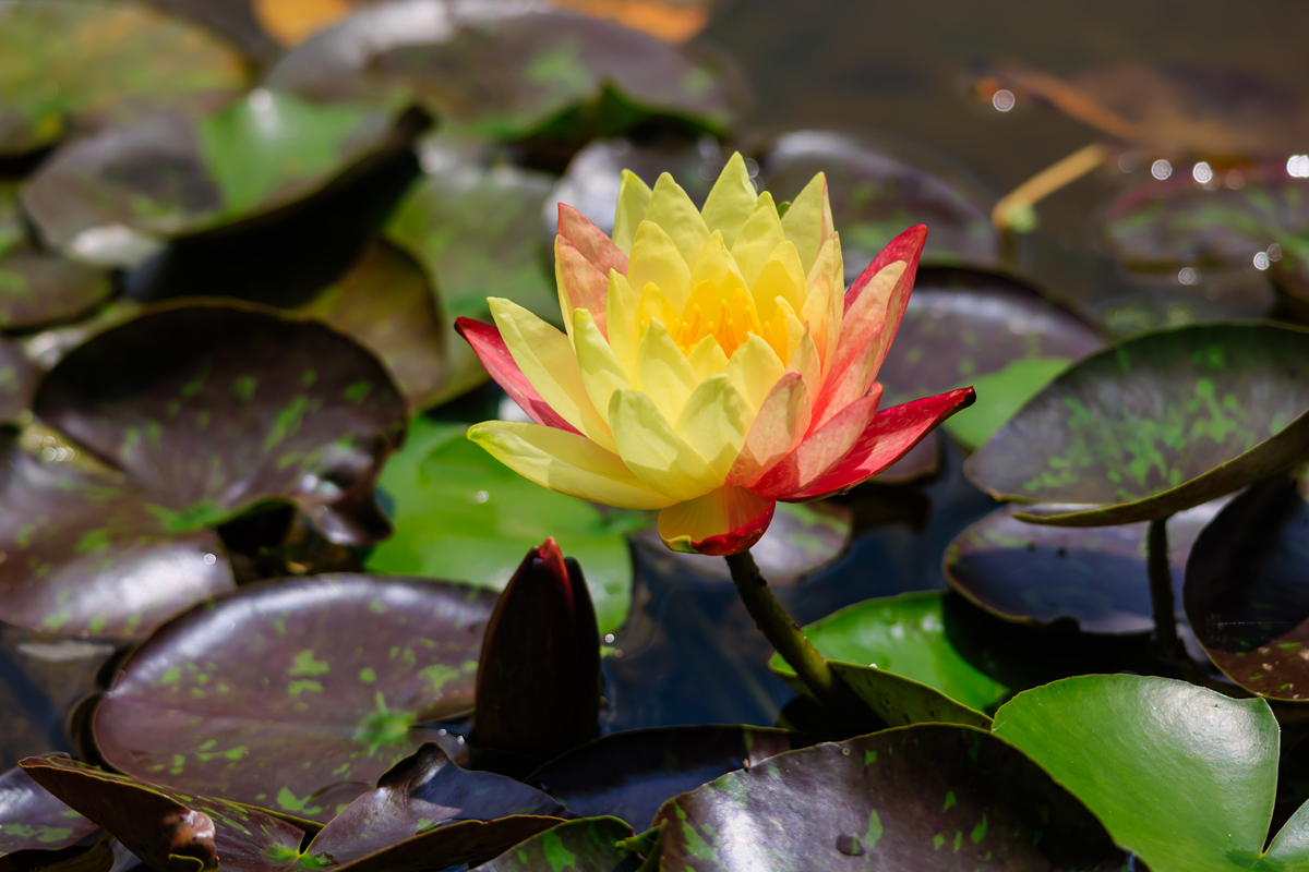 家里能养荷花吗？放在什么位置400字