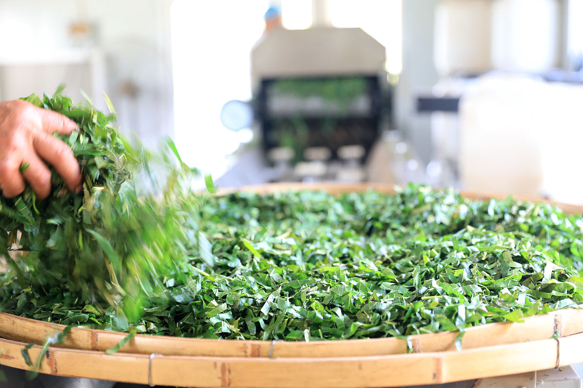 绿茶种植全过程：从土壤准备到制茶
