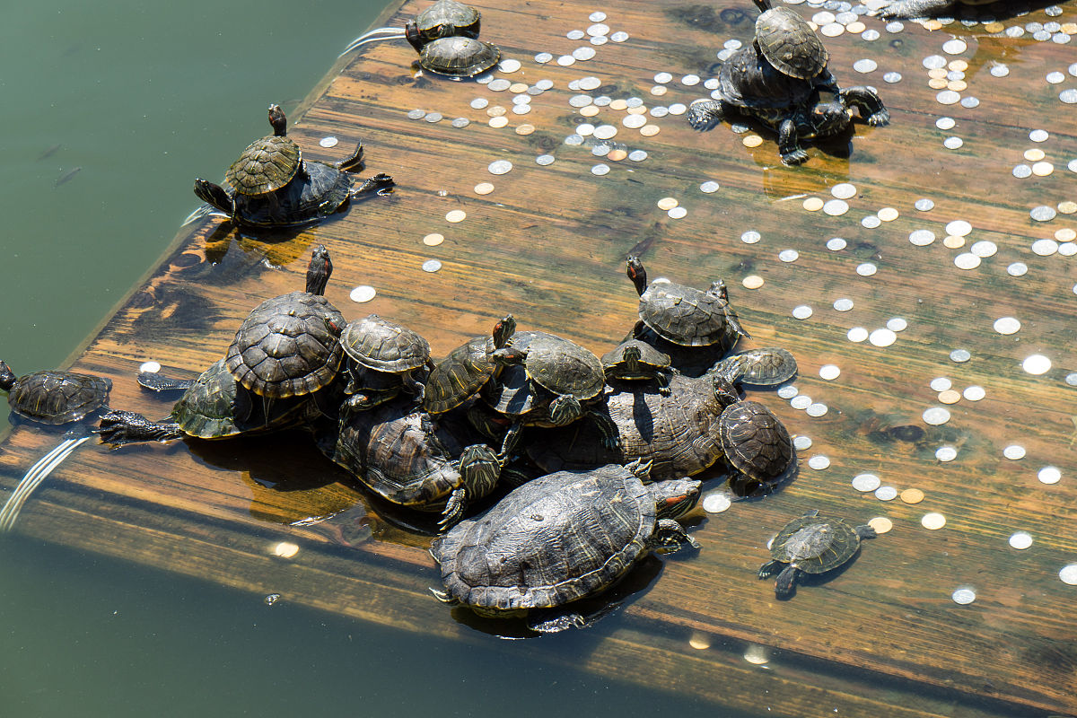 请帮我写1篇600字博客文章主题是：金钱龟养殖技术