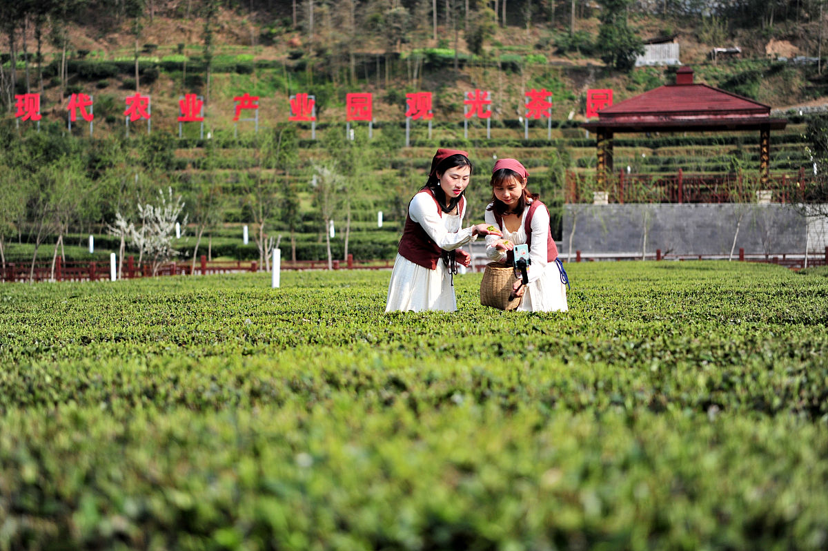 湄潭中等职业学校2023年茶叶生产与加工专业招生简章