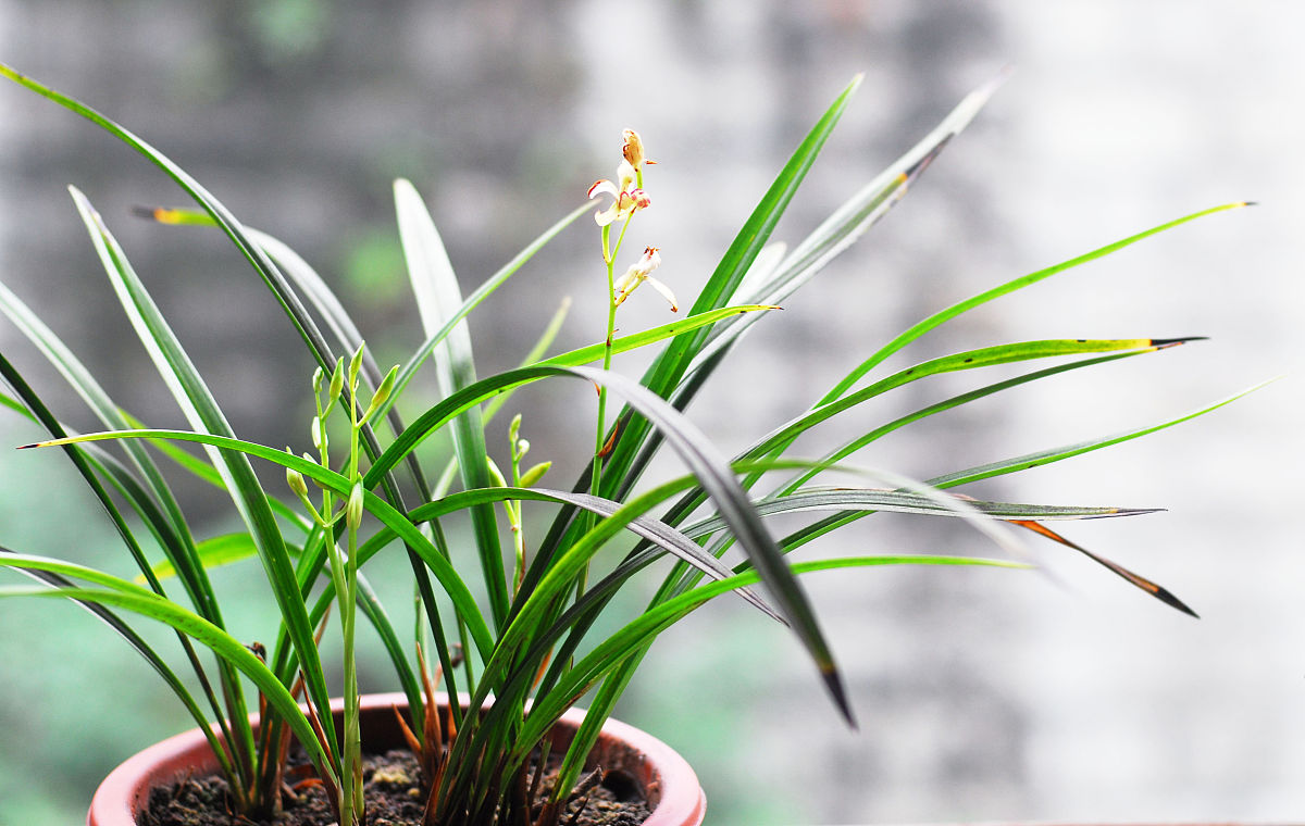 阜新高等专科学校园艺技术专业就业前景如何