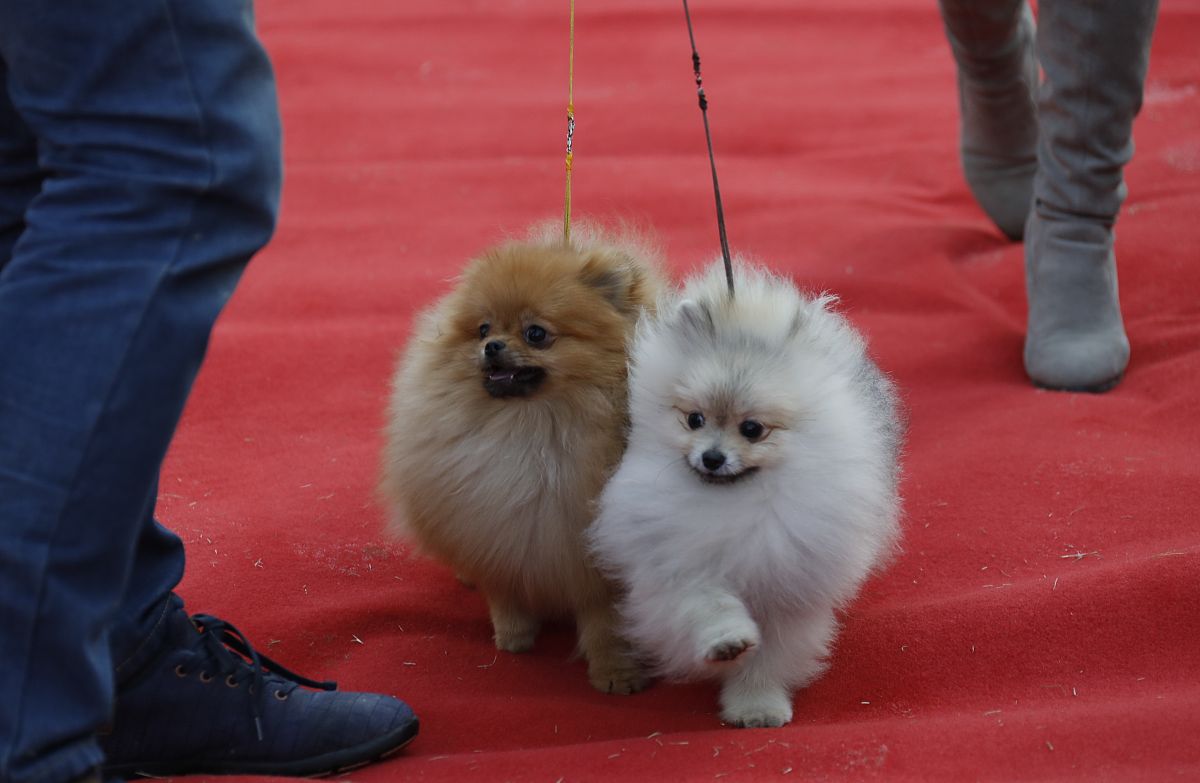 犬原发性开角型青光眼发病率及好发品种