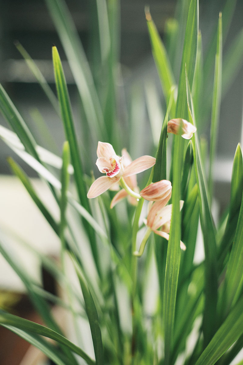2022年1月12日,厦门园博苑内的兰花馆里的兰花.