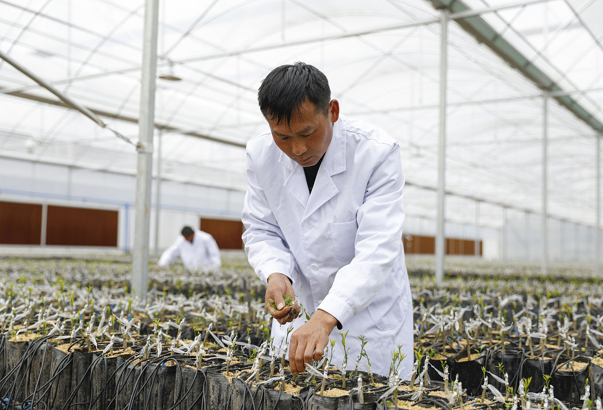 山东药材技工学校2021年招生简章 - 药材种植与加工技术专业