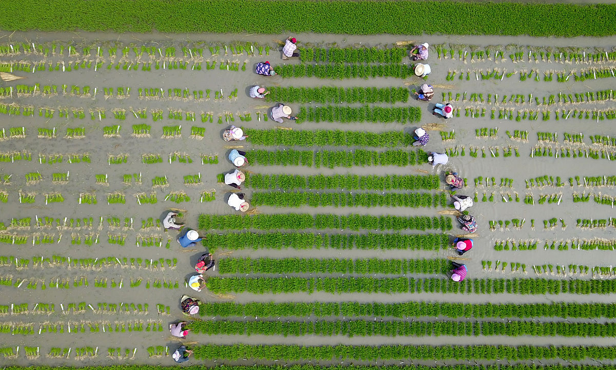 如果我的家人靠这个生活那他们就是这么养大我的。假设我是那一代人中的最后一个。我有点像一个现代化的农民。我在城市里出生和长大但每个周末我都会去乡下。