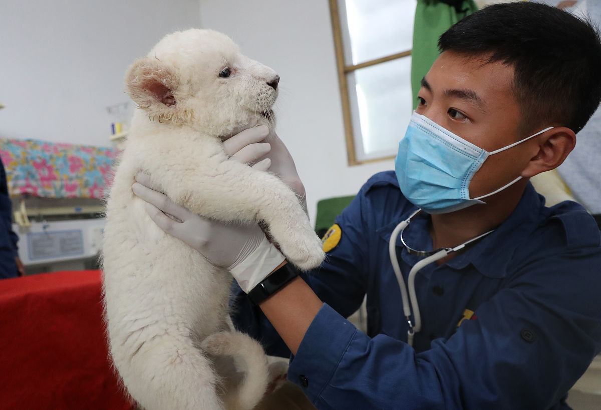 被狂犬疫苗注射过的狗抓伤：是否需要再接种？