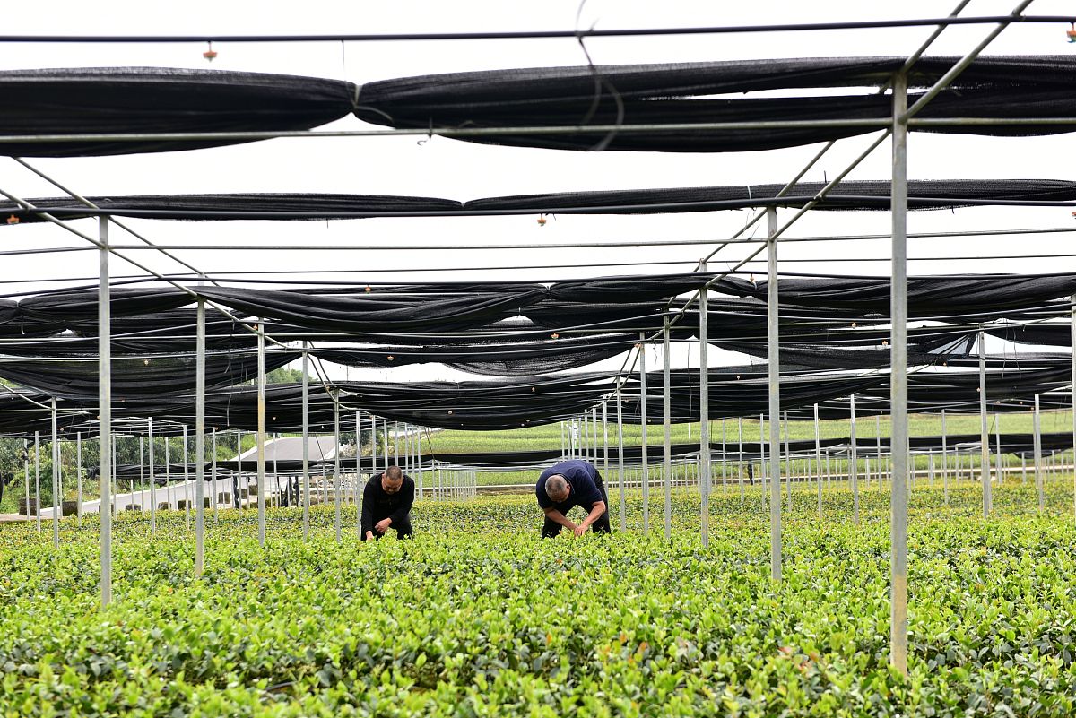重庆酉阳职业教育中心畜禽生产技术专业课程设置 - 涵盖饲养、繁殖、疾病防治等