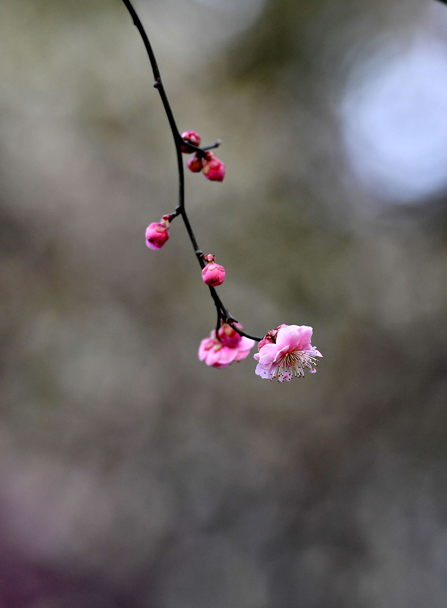 5篇关于春天的作文，字数1500+，尽情感受春天魅力
