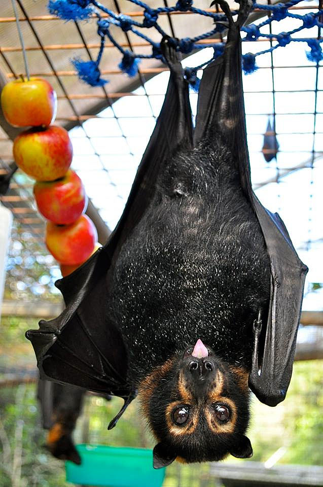 排便不通常导致出血