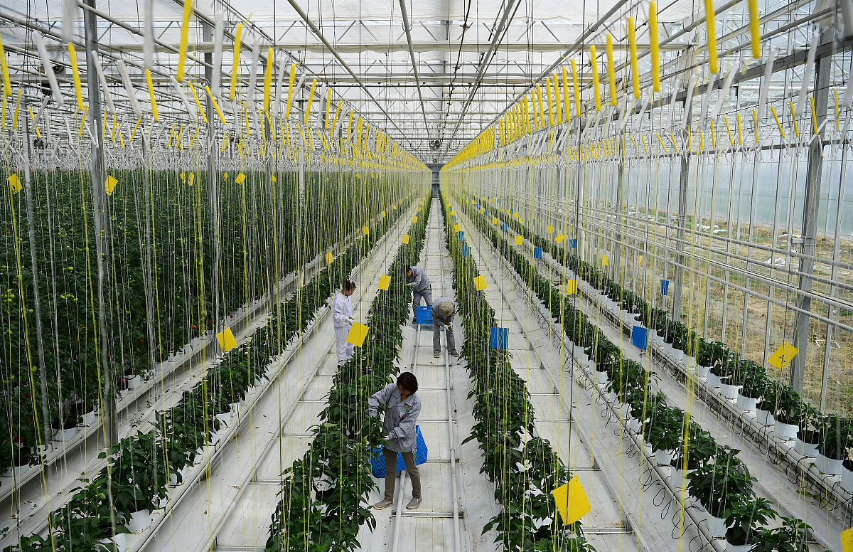 芋头产业智能化无人化：提高效率，增强竞争力