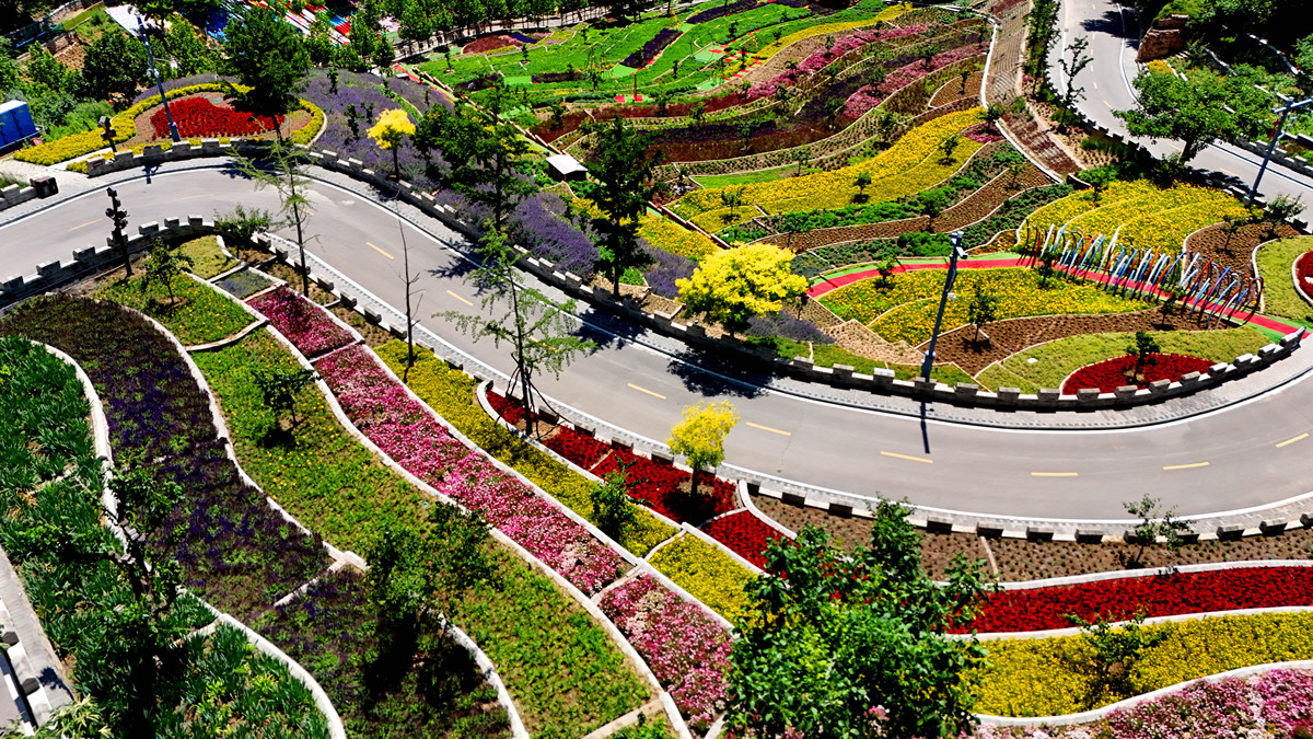 延安市宝塔区提高进城大树成活率和移植效果的建议