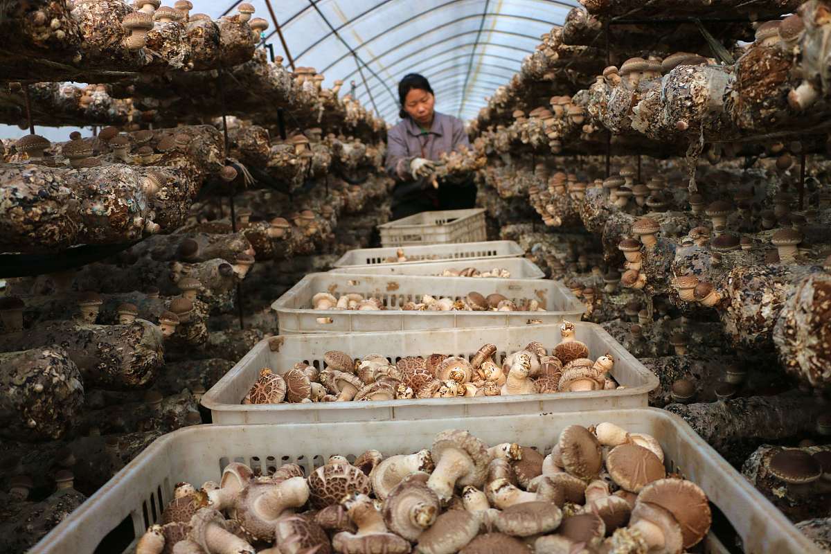 在5G+智慧农业在黑皮鸡枞菌栽培中的应用论文中可以用到的文献资料