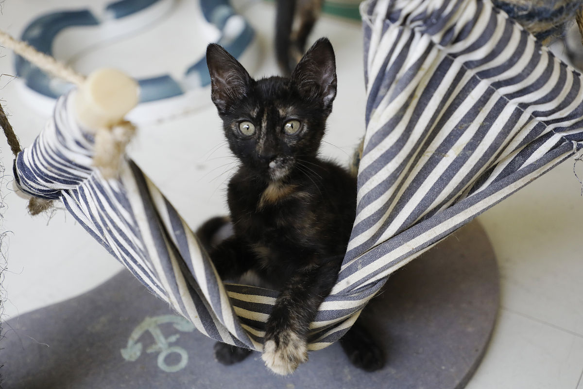 我现在有一份流浪猫的活动文案请帮我美化这份文案让其变得优美并且共情类似于文章和诗歌一样：永不赚钱的流浪猫爱心粮活动倡议书致流浪猫收留基地组织、投喂流浪猫的爱心人士及所有的好心人：都说流浪猫有两次生命一次是出生一次是遇到你希望你我一起能带给流浪的ta们更好的第二次生命！谢谢你好心人！流浪的ta们每天为了生存在繁华的城市中寻找那来之不易的残羹剩饭。活着或许是ta们流浪的目的但绝不是ta们流浪的原因曾几