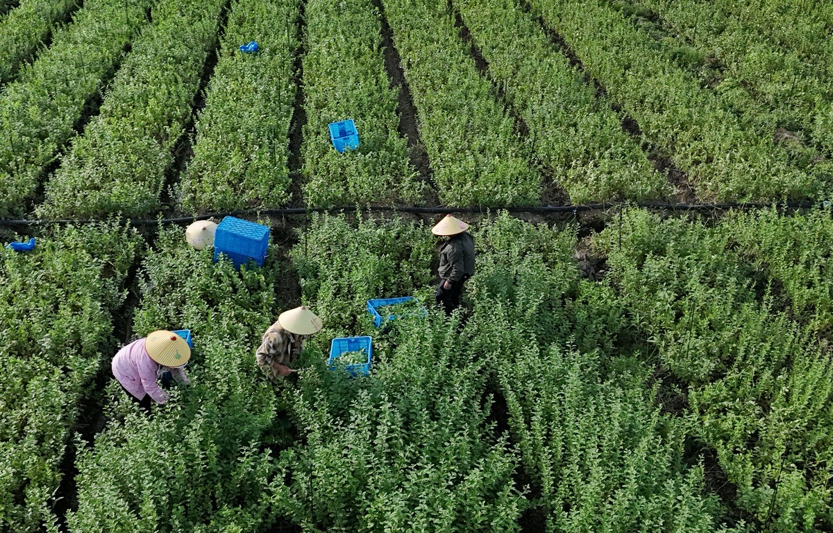 中草药栽培技术专业就业方向及前景分析