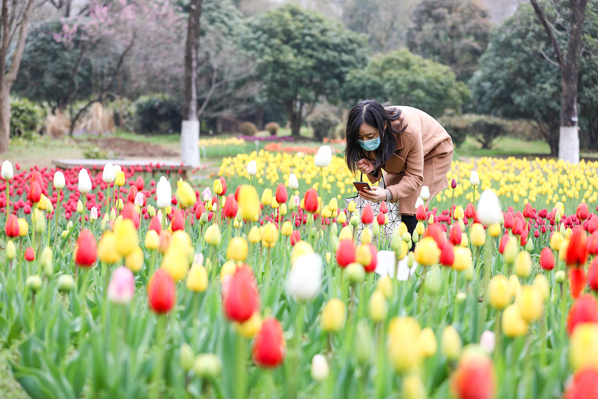 欣赏花朵，不必摘取：如何保护自然之美